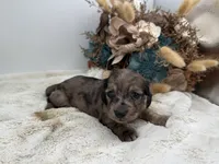 Jasmine, a female Dachshund for sale in Stoutland, MO – 6 of 6