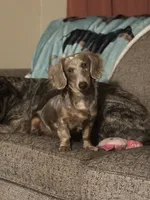 Merle, a male Miniature Dachshund for sale in Stoutland, MO – 5 of 6