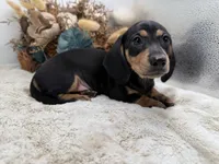 Cashew, a male Miniature Dachshund for sale in Stoutland, MO – 3 of 3