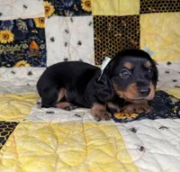 Dolly, a female Miniature Dachshund for sale in Stoutland, MO – 9 of 10