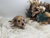 Belle, a female Miniature Dachshund for sale in Stoutland, MO – 7 of 7