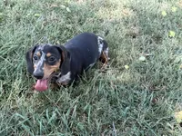 Shelby , a female Miniature Dachshund for sale in Stoutland, MO – 4 of 6