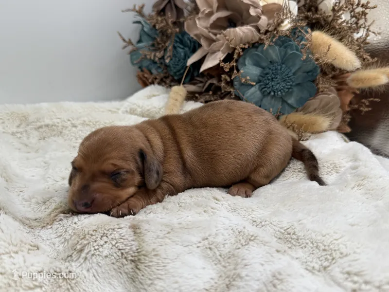 Rosie – Dachshund puppy for sale in Stoutland, MO