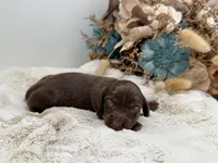 Luna, a female Dachshund for sale in Stoutland, MO – 3 of 3