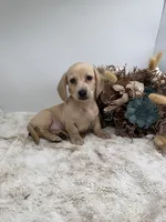 Butters, a male Miniature Dachshund for sale in Stoutland, MO – 5 of 10