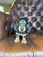 Cashew, a male Miniature Dachshund for sale in Stoutland, MO – 8 of 8