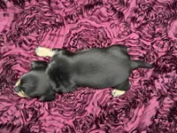 Ellie, a female Miniature Dachshund for sale in Stoutland, MO – 3 of 4