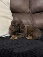 Bear, a male Miniature Dachshund for sale in Stoutland, MO – 5 of 5