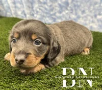 Echo, a male Miniature Dachshund for sale in Stoutland, MO – 2 of 5