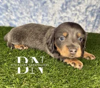 Echo, a male Miniature Dachshund for sale in Stoutland, MO – 3 of 5