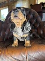 Vin, a male Miniature Dachshund for sale in Stoutland, MO – 5 of 7