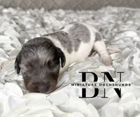 Chomper, a male Miniature Dachshund for sale in Stoutland, MO – 2 of 4