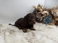 Luna, a female Dachshund for sale in Stoutland, MO – 5 of 7