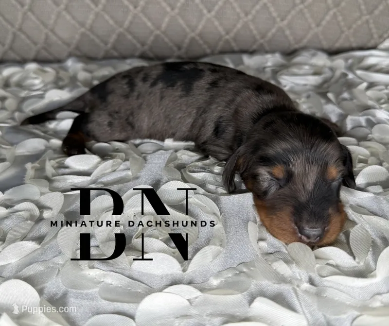 Diesel – Miniature Dachshund puppy for sale in Stoutland, MO