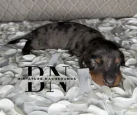 Diesel, a male Miniature Dachshund for sale in Stoutland, MO – 1 of 3