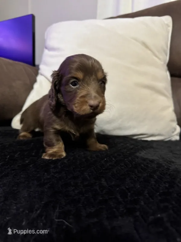 Bear – Miniature Dachshund puppy for sale in Stoutland, MO