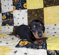 Bentley, a male Miniature Dachshund for sale in Stoutland, MO – 3 of 7