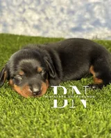 Carina, a female Miniature Dachshund for sale in Stoutland, MO – 2 of 6