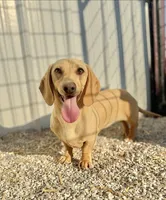 Goldie, a female Dachshund for sale in Stoutland, MO – 3 of 3