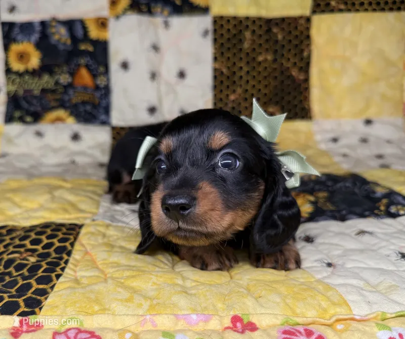Dolly – Miniature Dachshund puppy for sale in Stoutland, MO