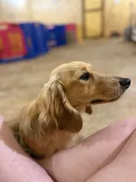 Chip, a male Miniature Dachshund for sale in Stoutland, MO – 4 of 4