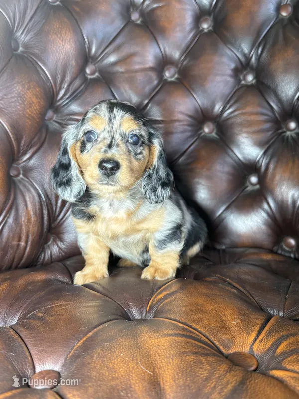 Merle – Miniature Dachshund puppy for sale in Stoutland, MO