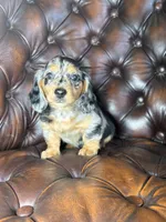 Merle, a male Miniature Dachshund for sale in Stoutland, MO – 1 of 8