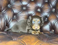 Crash, a male Dachshund for sale in Stoutland, MO – 2 of 6