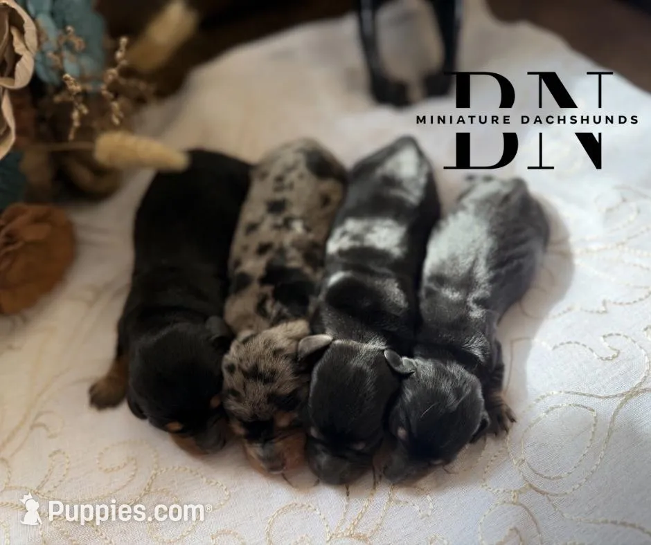 Lemon Drop, a female Miniature Dachshund for sale in Stoutland, MO – Photo 3 of 6