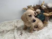 Butters, a male Miniature Dachshund for sale in Stoutland, MO – 8 of 10