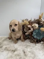 Butters, a male Miniature Dachshund for sale in Stoutland, MO – 3 of 10