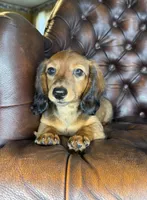 Ivy, a female Dachshund for sale in Stoutland, MO – 3 of 10