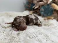 Hermione, a female Dachshund for sale in Stoutland, MO – 4 of 5