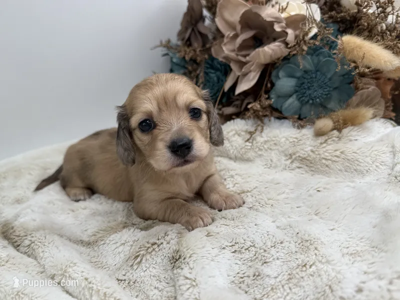 Belle – Miniature Dachshund puppy for sale in Stoutland, MO