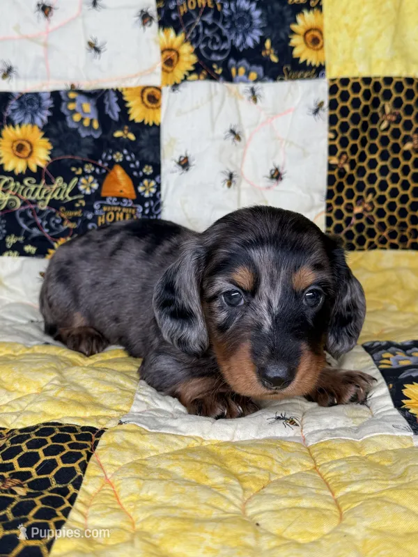 Diesel – Miniature Dachshund puppy for sale in Stoutland, MO