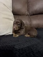 Bear, a male Miniature Dachshund for sale in Stoutland, MO – 3 of 5