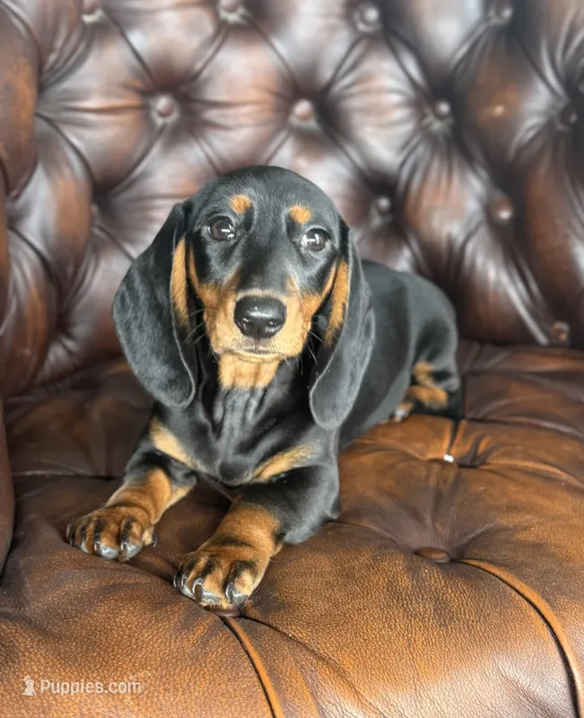 Lexus – Miniature Dachshund puppy for sale in Stoutland, MO