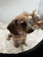 Peaches, a female Miniature Dachshund for sale in Stoutland, MO – 4 of 7