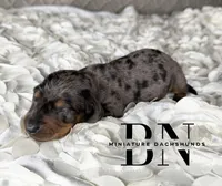 Ali, a female Miniature Dachshund for sale in Stoutland, MO – 2 of 4