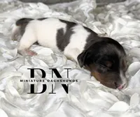 Spike, a male Miniature Dachshund for sale in Stoutland, MO – 3 of 4