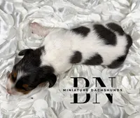 Cera, a female Miniature Dachshund for sale in Stoutland, MO – 3 of 4