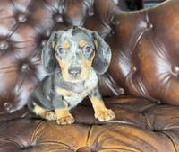 Shelby , a female Miniature Dachshund for sale in Stoutland, MO – 7 of 7