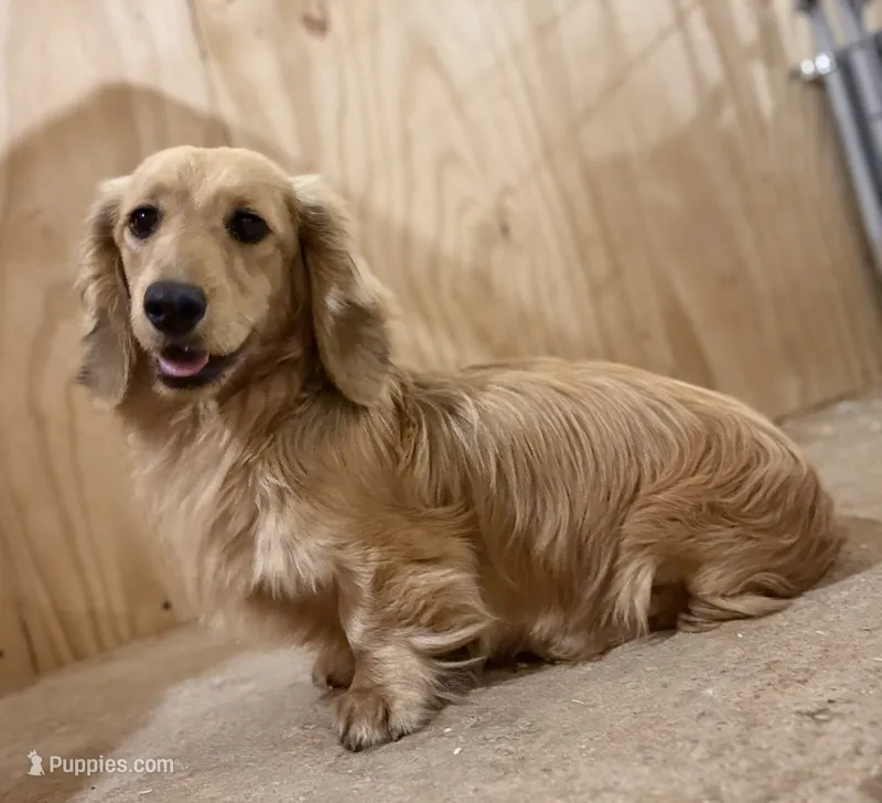 Chip – Miniature Dachshund puppy for sale in Stoutland, MO