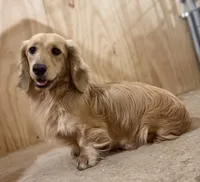 Chip, a male Miniature Dachshund for sale in Stoutland, MO – 1 of 4