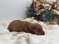 Rosie, a female Dachshund for sale in Stoutland, MO – 4 of 5