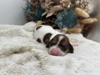Ruby , a female Dachshund for sale in Stoutland, MO – 3 of 5