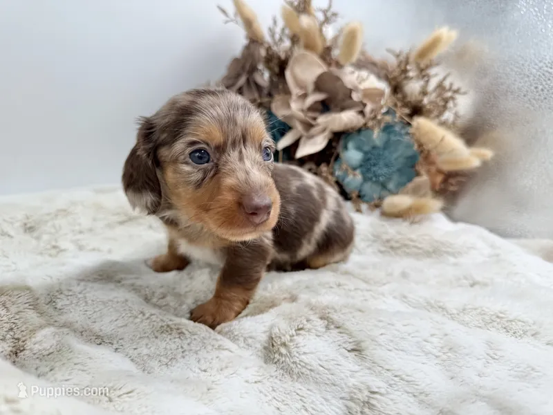 Harry – Dachshund puppy for sale in Stoutland, MO