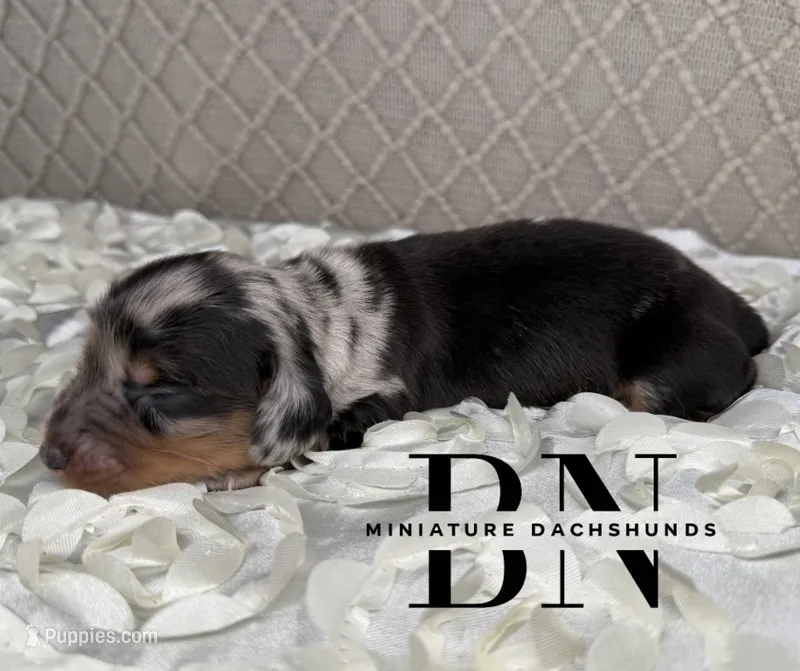 Turbo – Miniature Dachshund puppy for sale in Stoutland, MO
