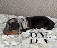 Turbo, a male Miniature Dachshund for sale in Stoutland, MO – 1 of 5