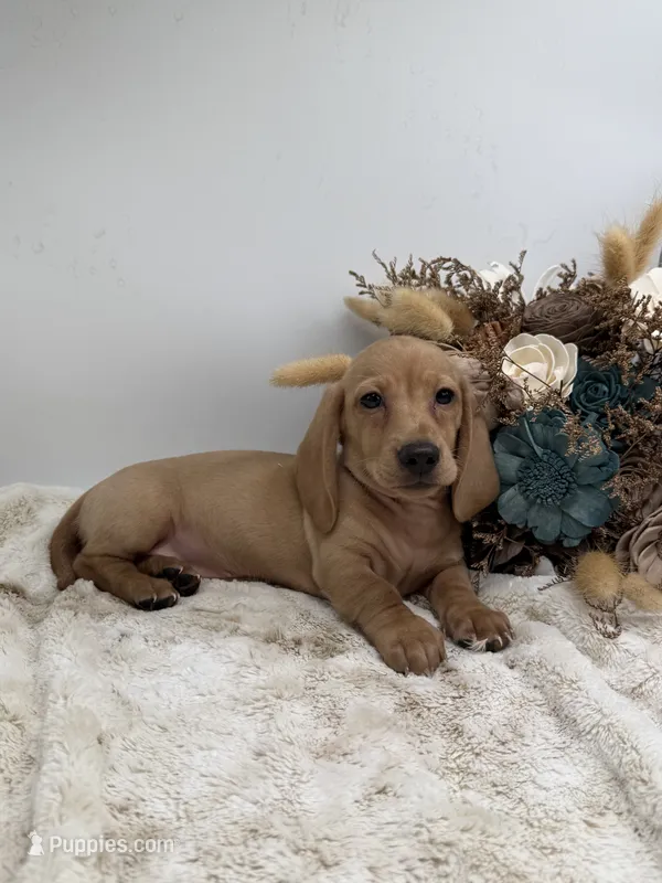 Goldie – Dachshund puppy for sale in Stoutland, MO